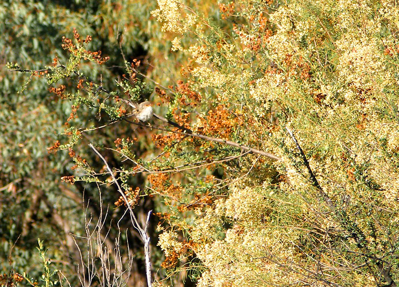 fairy wren 2.jpg - OLYMPUS DIGITAL CAMERA         